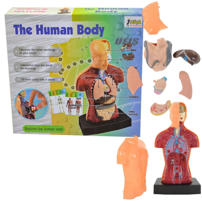 Human Body Anatomy Model Set product image 7