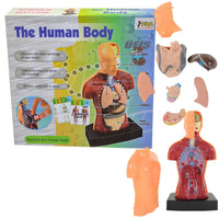 Human Body Anatomy Model Set product image 7