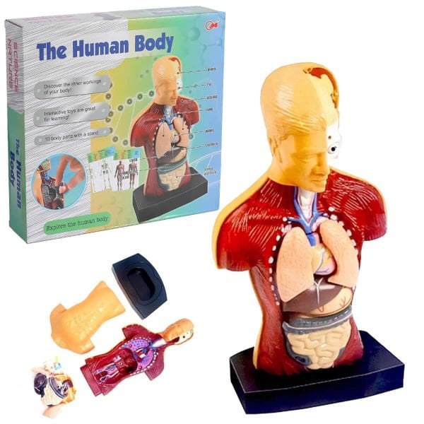 Human Body Anatomy Model Set product image 8