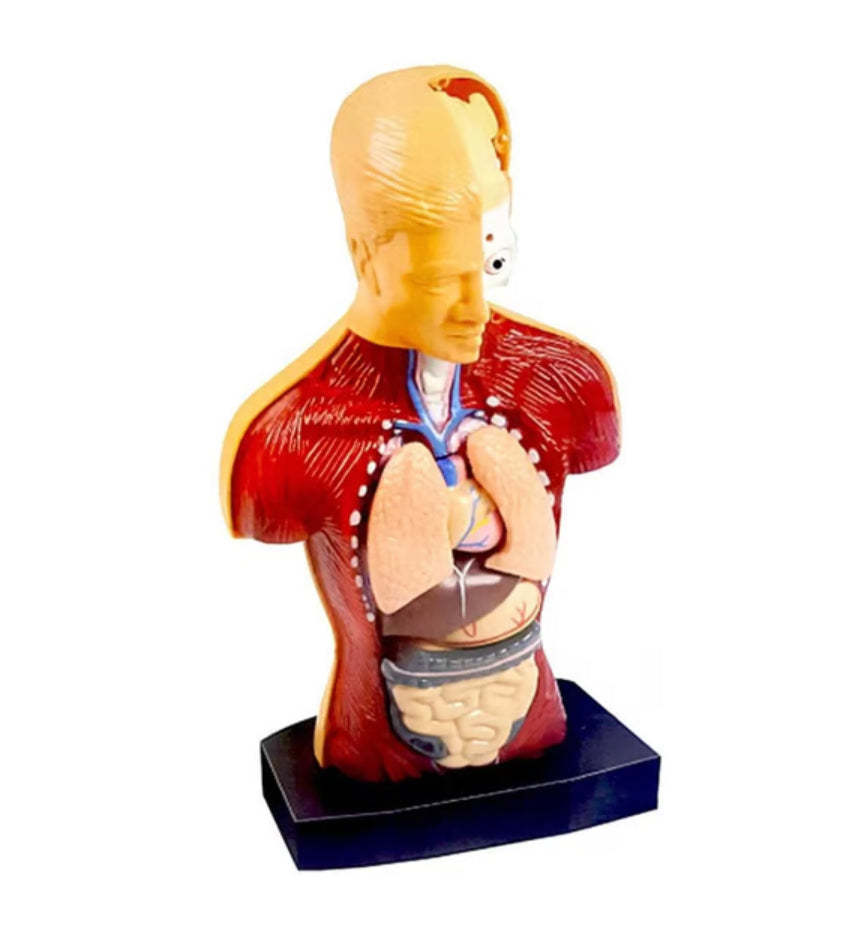 Human Body Anatomy Model Set product image 4