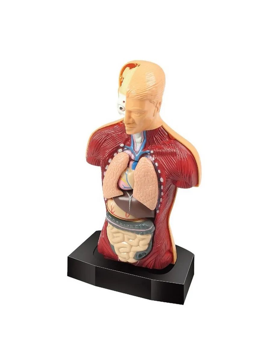 Human Body Anatomy Model Set product image 5