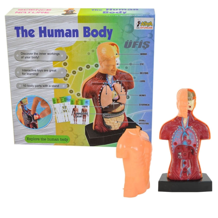 Human Body Anatomy Model Set product image 6