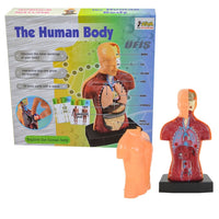 Human Body Anatomy Model Set product image 6