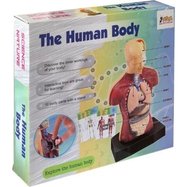 Human Body Anatomy Model Set product image 2
