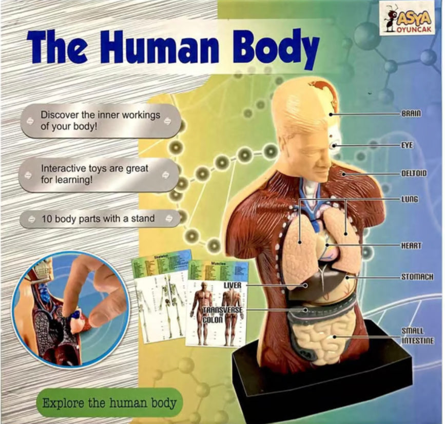 Human Body Anatomy Model Set product image 1