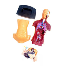 Human Body Anatomy Model Set product image 3