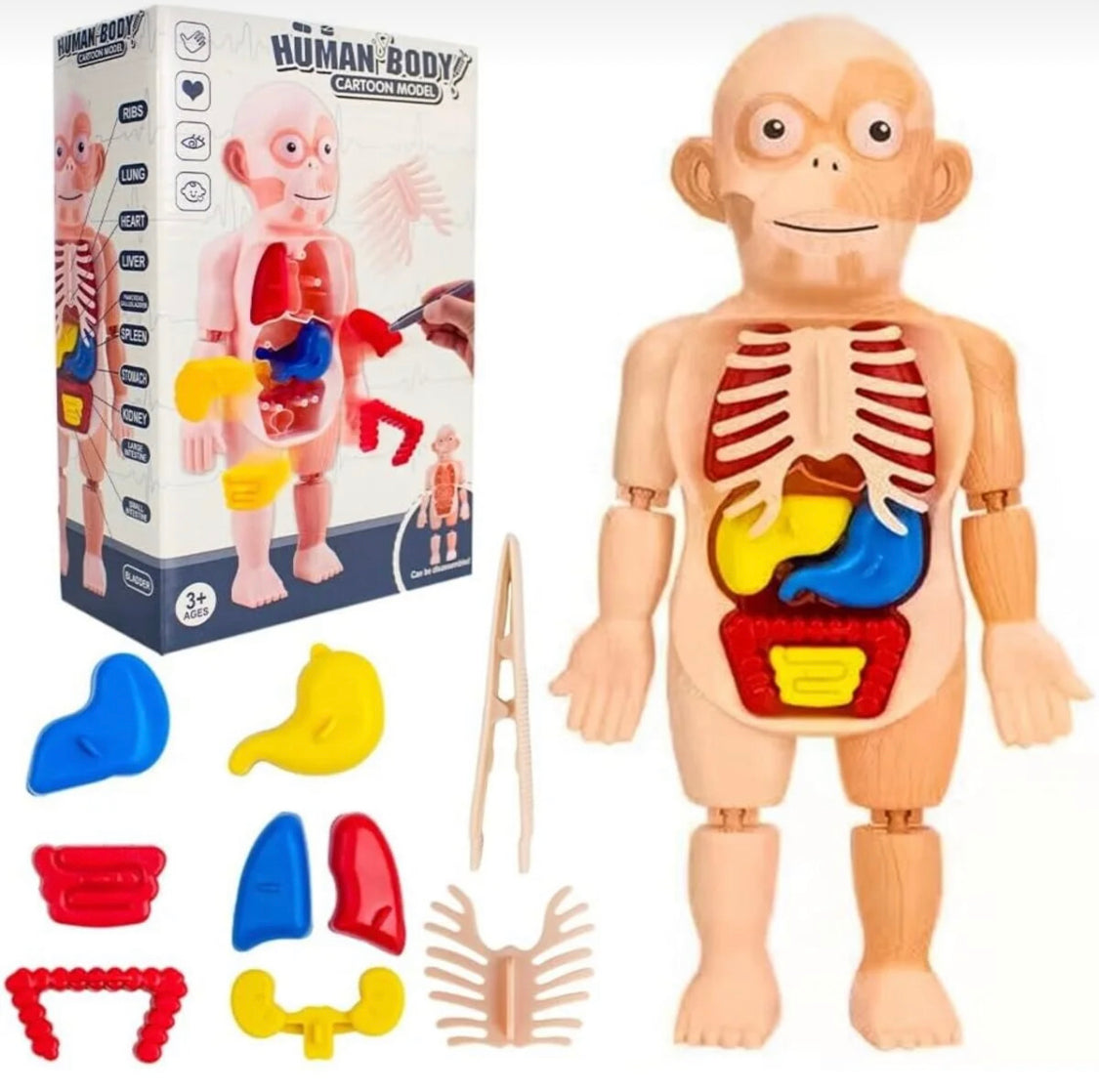 Human Body Anatomy DIY Kit product image 2