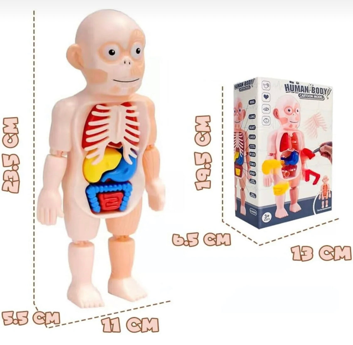 Human Body Anatomy DIY Kit product image 3
