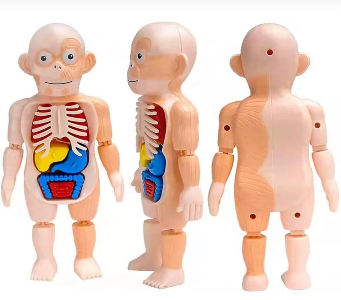 Human Body Anatomy DIY Kit product image 4