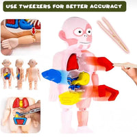 Human Body Anatomy DIY Kit product image 5