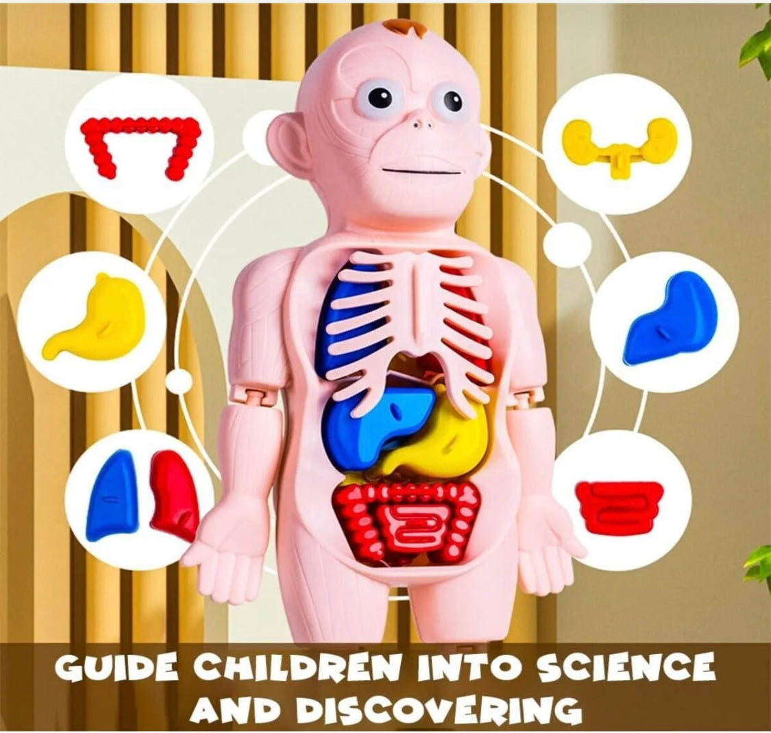 Human Body Anatomy DIY Kit product image 6