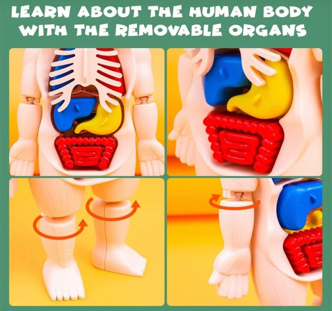 Human Body Anatomy DIY Kit product image 7