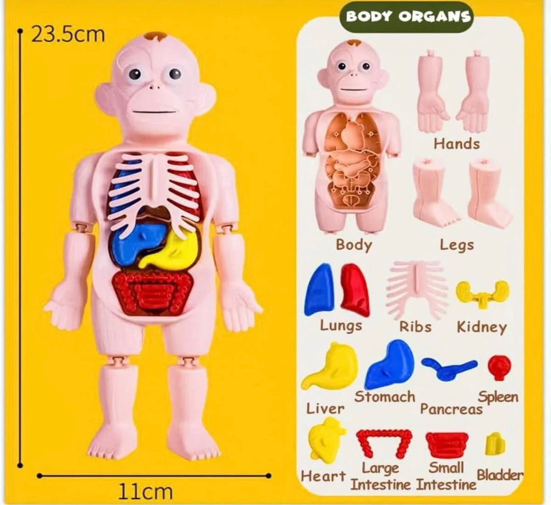 Human Body Anatomy DIY Kit product image 8