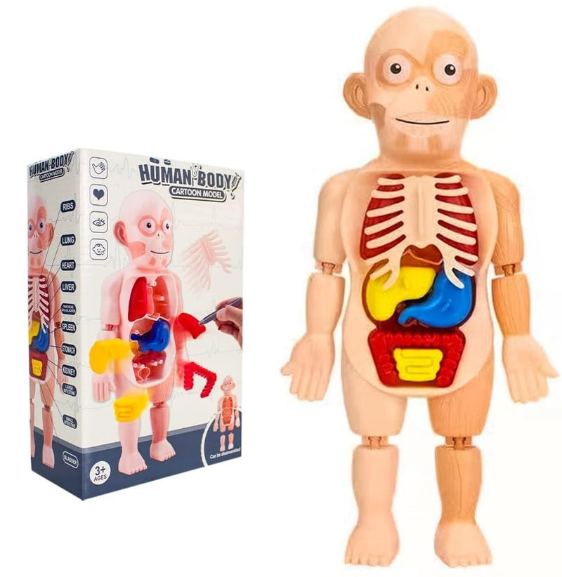 Human Body Anatomy DIY Kit product image 1